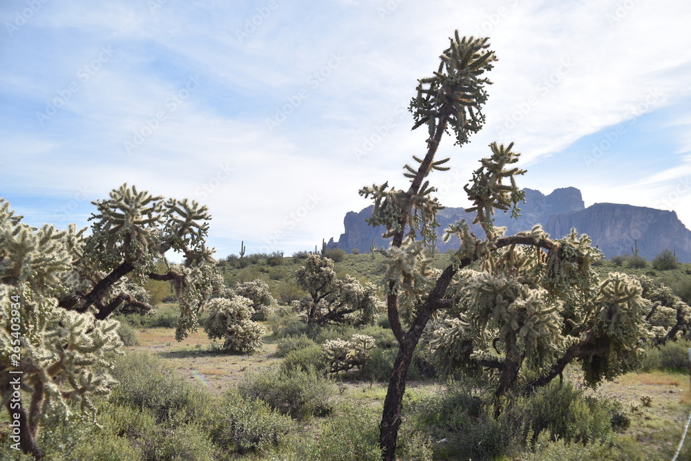 Arizona's teddy bear cholla cactus. Nickname: Jumping cholla cactus Arizona's teddy bear cholla cactus. Nickname: Jumping cholla cactus