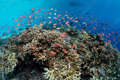 Schooling reef fish swarm above a healthy coral reef near Alor, Indonesia. This gorgeous, tropical region in the Lesser Sunda Islands is known to harbor extraordinary marine biodiversity.