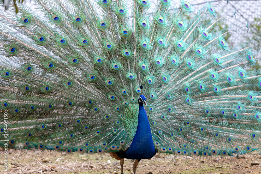 Obraz premium インドクジャク, クジャク, 孔雀