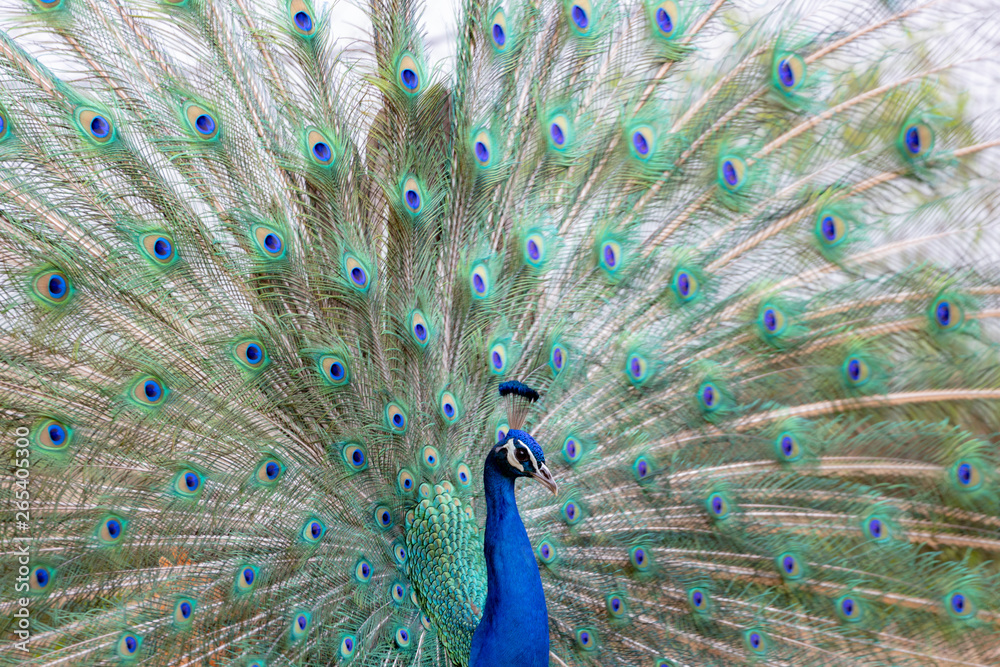 Obraz premium インドクジャク, クジャク, 孔雀