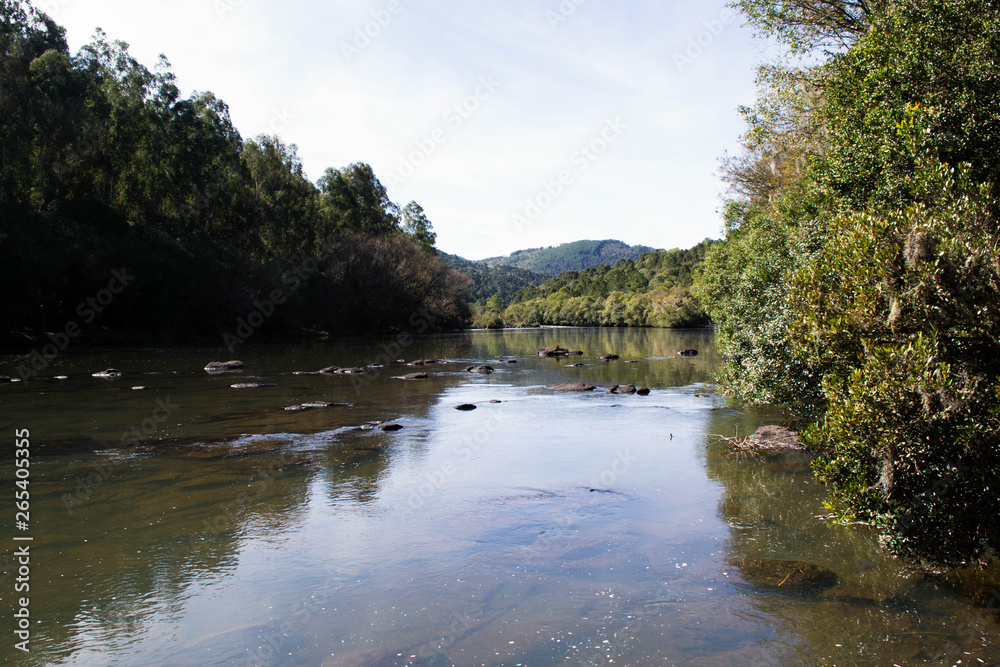Fototapeta premium river in the forest