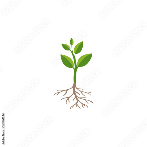 Green plant sprout isolated on white background