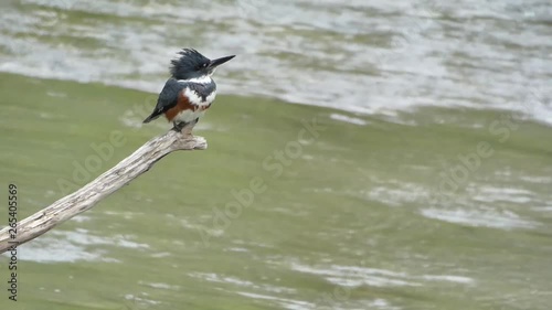 Belted Kingfisher female perched above the river