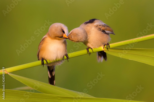 Quadro su tela Cute little birds love. Green nature  background.
