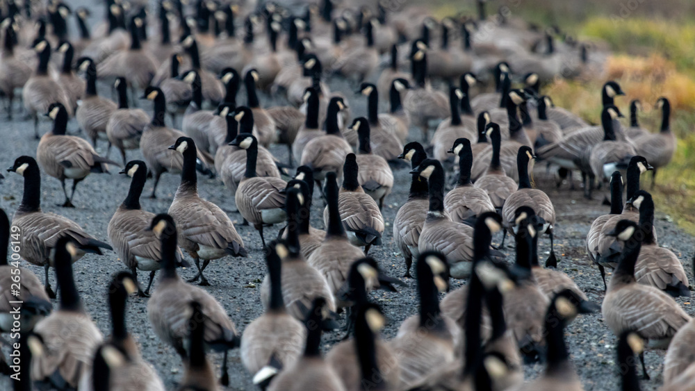 Obraz premium Geese in the road