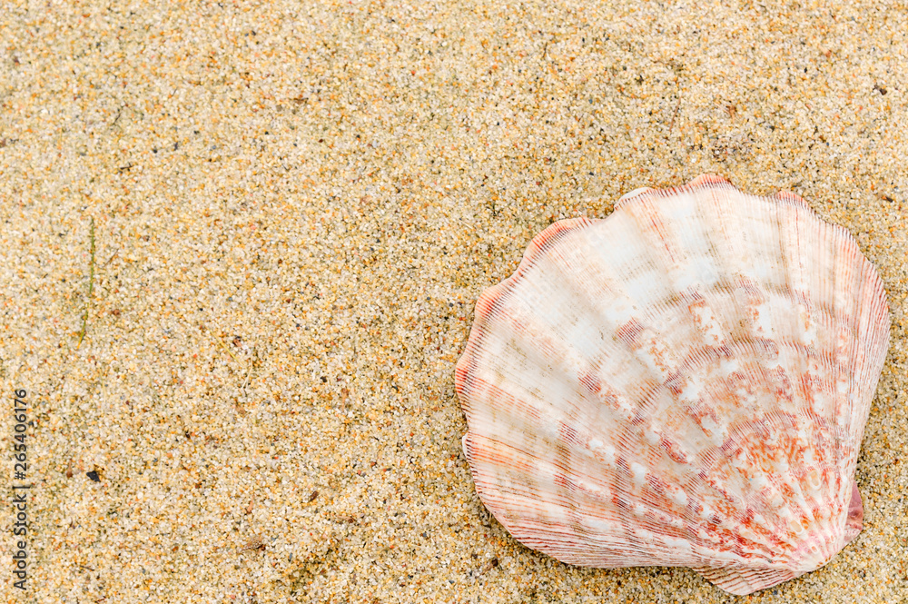 sea shells on sand with copy space for text. Time to vacation sea shells on sand with copy space for text. Time to vacation