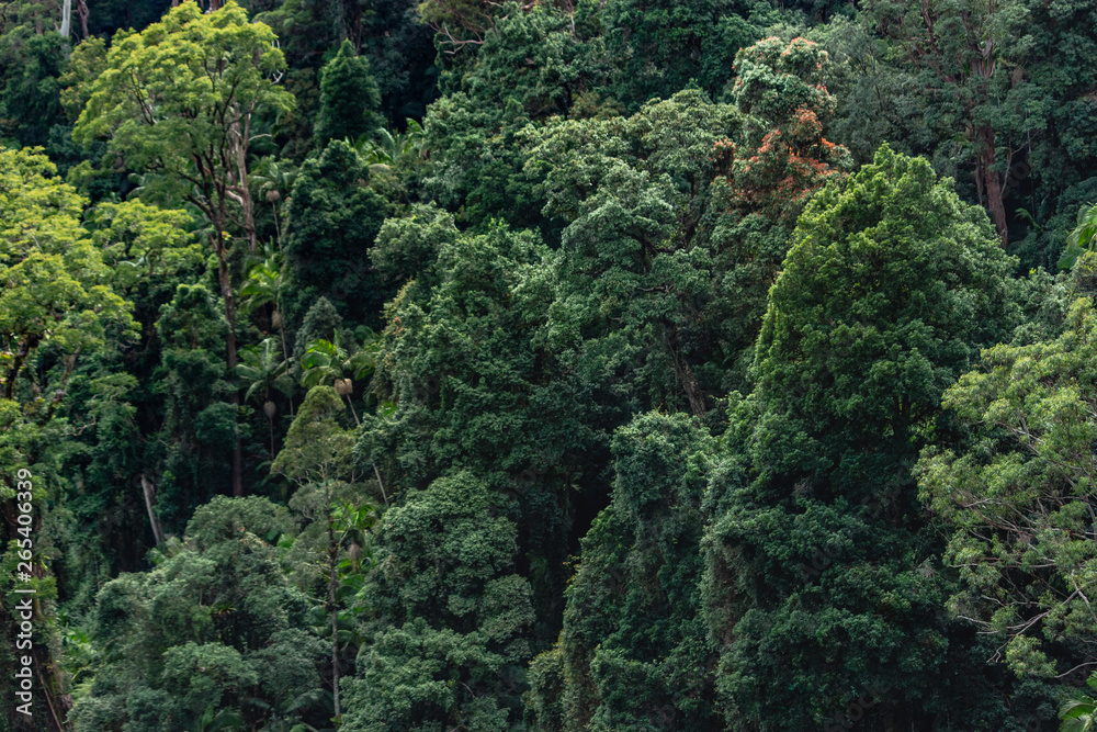 just tree tropical forest jungle nature pattern from sky Australia Springbrook just tree tropical forest jungle nature pattern from sky Australia Springbrook