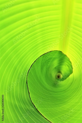 Inside of a curled bird of paradise leaf, bright green with new growth
