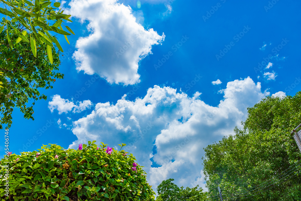 Fototapeta premium blue sky with tree.