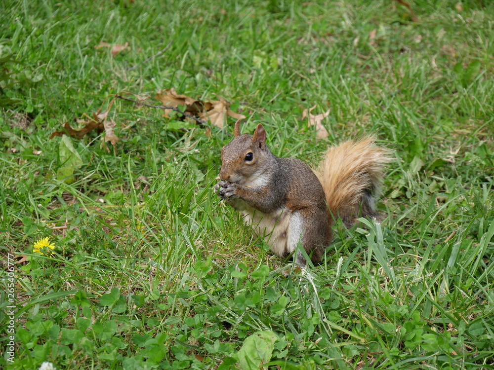 Squirrel Fun Squirrel Fun