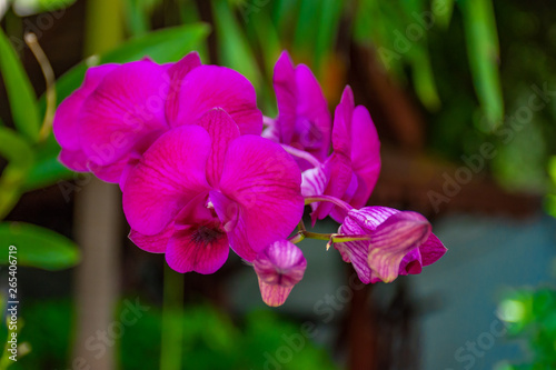 pink flower on blurred background.