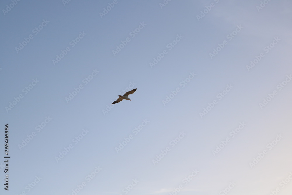 seagull flying in the blue sky