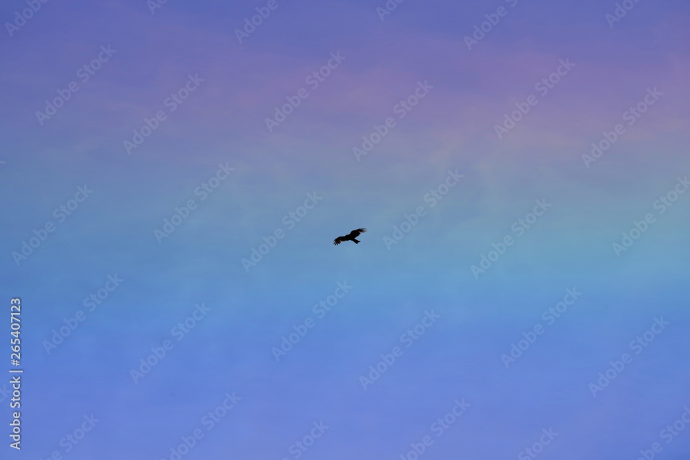 青空と虹と鳥
