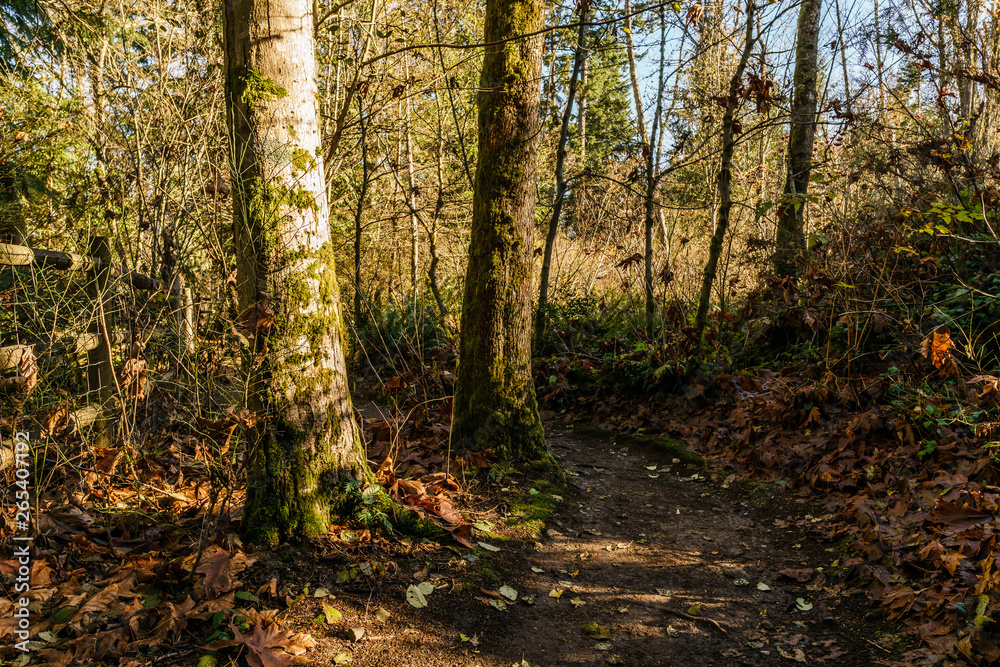 Fototapeta premium hiking trail in Burnaby Mountain park at sunny autumn day.