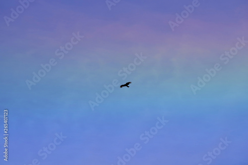 青空と虹と鳥