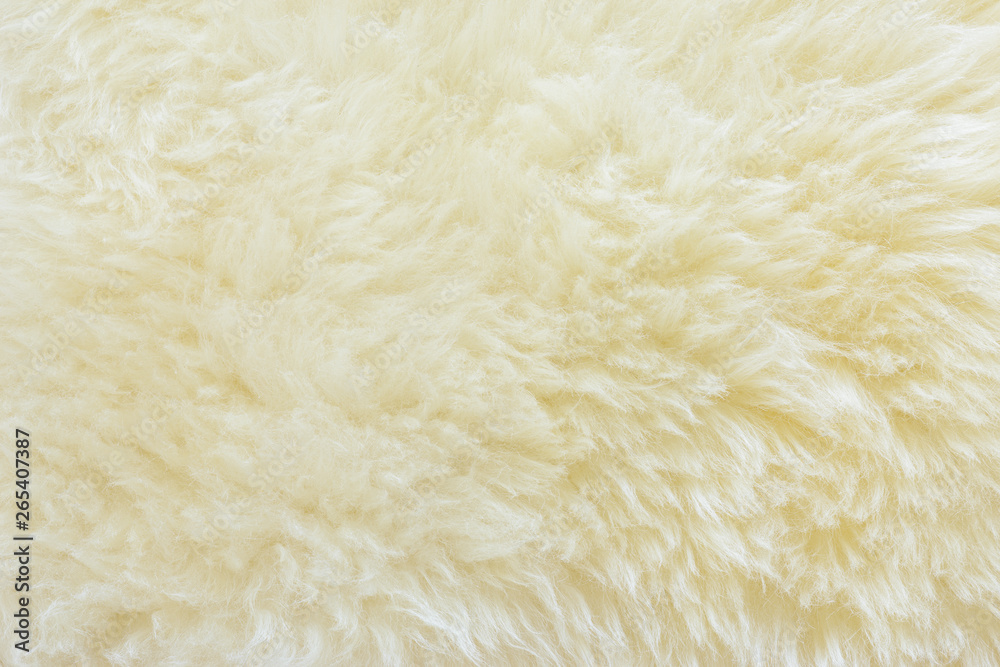 background and textured of real white cream wool sheep background and textured of real white cream wool sheep