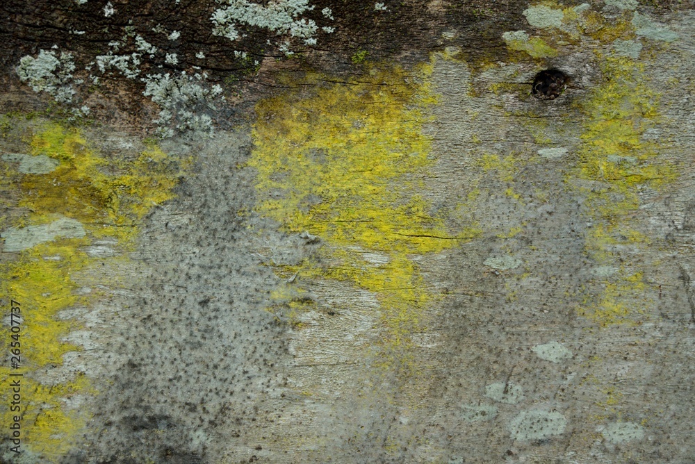 Naklejka premium green moss texture and background