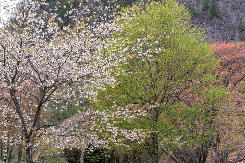 屏風岩　山桜咲く春