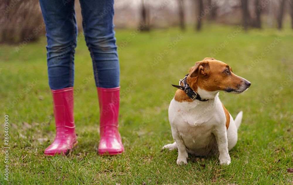 Jack russell dog and girl in red boots  walking in spring park.