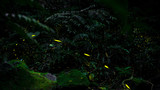 Yellow light of firefly insect flying in the night forest, background of Taiwan.