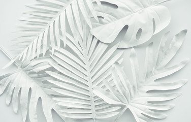 Collection of tropical leaves,foliage plant in white color.Abstract leaf decoration design background