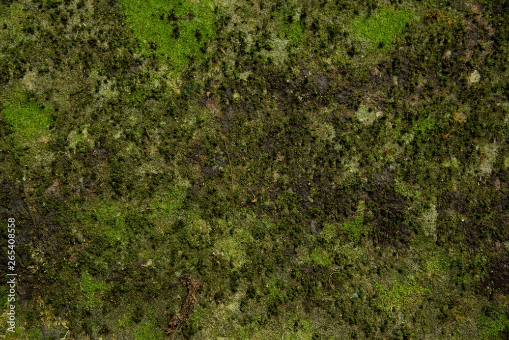 green moss texture and background