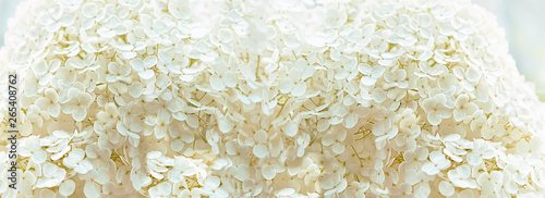 white inflorescence of hydrangea texture background close up. flowering hydrangea with beautiful white flowers blooming.  Close up Hydrangea Flower, pastel color. banner. copy space