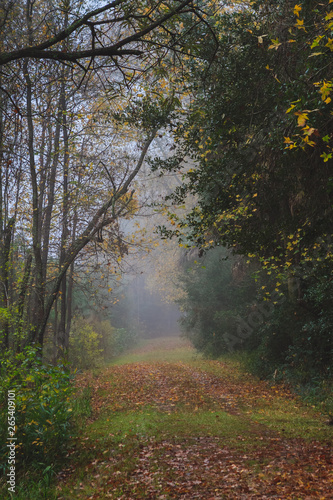 forest fog trail © Mark Flinn