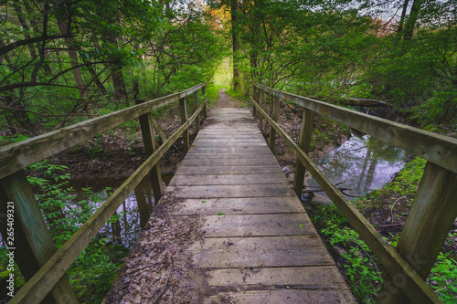 wooden bridge forest