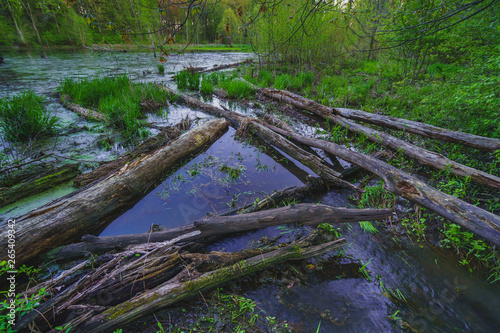 logs reflection swamp