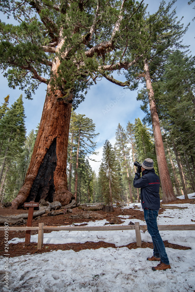 Asian man tourist holding DSLR camera taking photo of Grizzly Giant, a giant sequoia in Mariposa Grove, located in Yosemite National Park. Travel photography concept