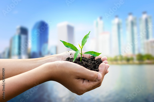 Hand holding young green sprout isolated on blurred city background,