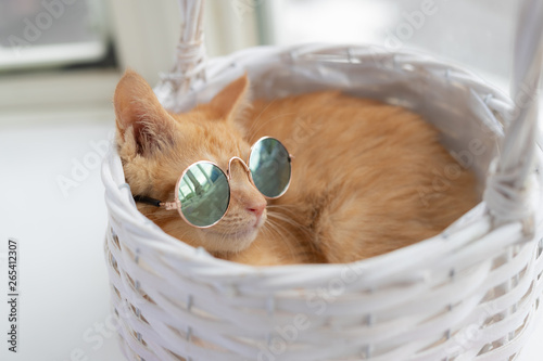 cat