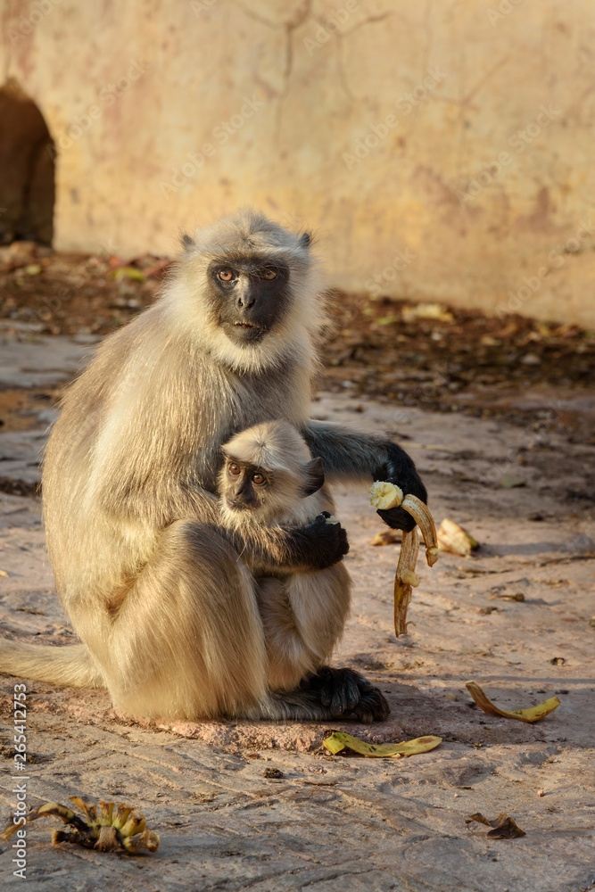 Gray langur monkey with baby eating banana in Amber fort. India