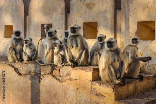 Gray langurs monkeys in Amber fort. India © Elena Odareeva