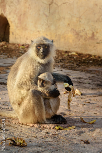 Fototapeta Naklejka Na Ścianę i Meble -  Gray langur monkey with baby eating banana in Amber fort. India