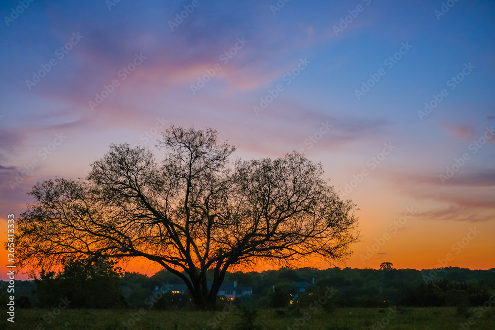 Wonderful Sunset with big tree, sunrise, oak,