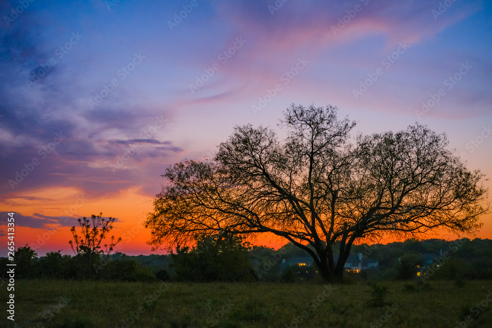 Wonderful Sunset with big tree, sunrise, oak,