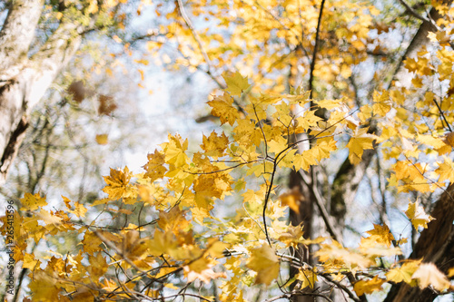 Colored maple leaves. Yellow maple leaf in autumn at kamikochi, nakano, Japan.