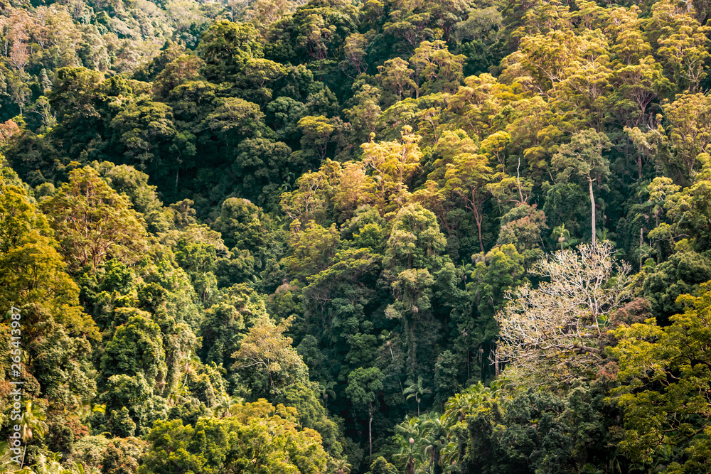 just tree tropical Autumn forest jungle nature pattern from sky Australia Springbrook just tree tropical Autumn forest jungle nature pattern from sky Australia Springbrook