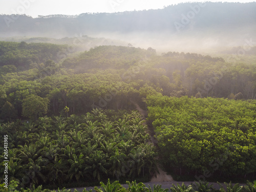 Aerial view palm plantation green forest morning sunrise