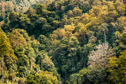 just tree tropical Autumn forest jungle nature pattern from sky Australia Springbrook © QuickStartProjects