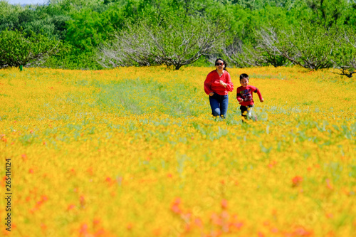 Spring flowers carpet in Texas Austin colorful blooming blossom roadside Mom son running © Moyu0816
