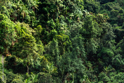 just tree tropical forest jungle nature pattern from sky Australia Springbrook