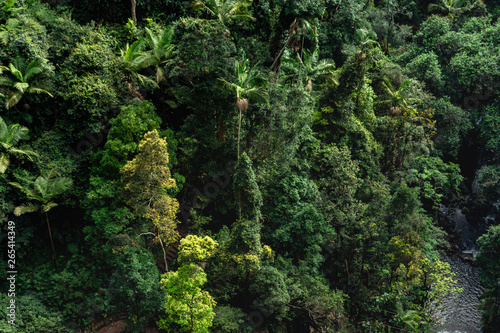 just tree tropical forest jungle nature pattern from sly Australia Springbrook