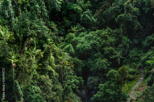 just tree tropical forest jungle nature pattern from sky Australia Springbrook