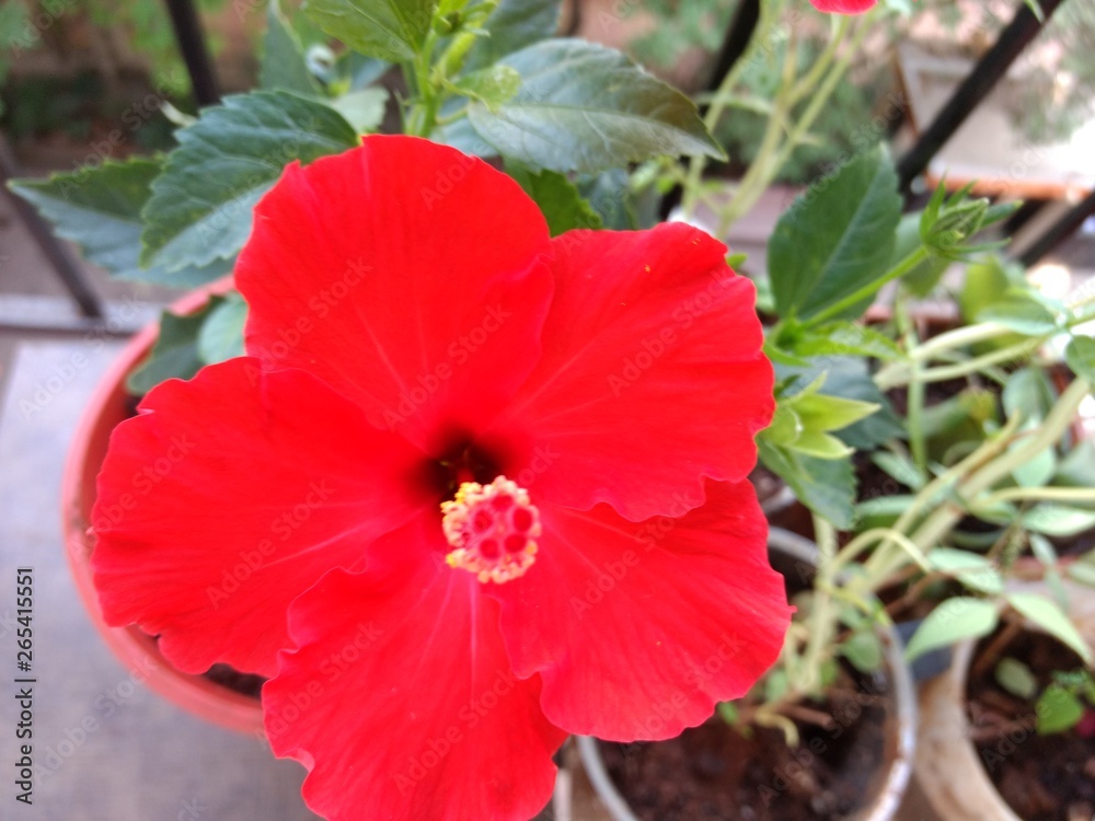 Hibiscus Flower Hibiscus Flower