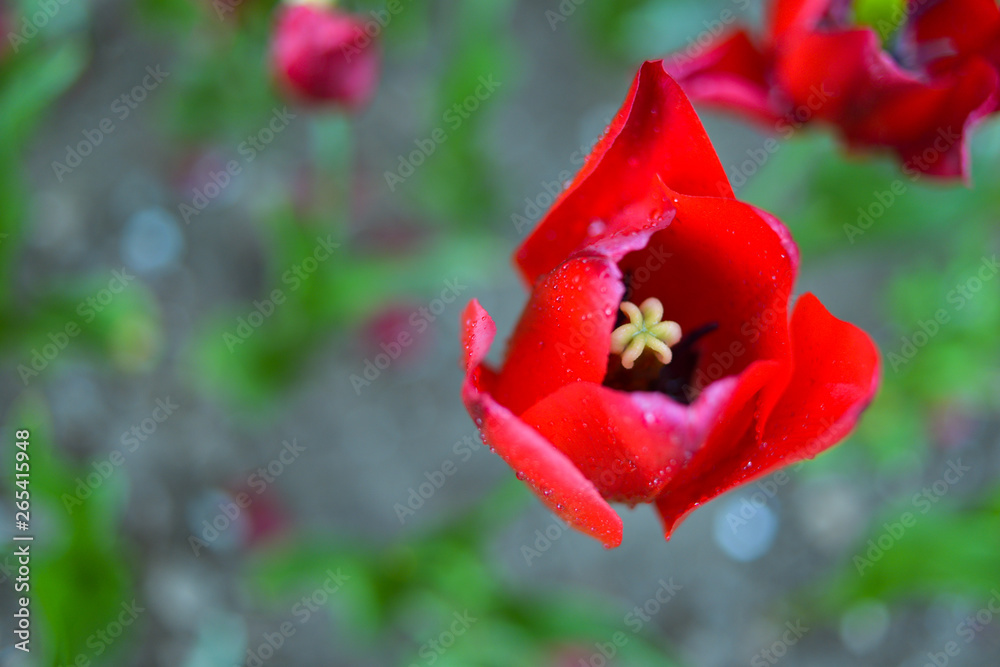 Fototapeta premium Red tulips on a field