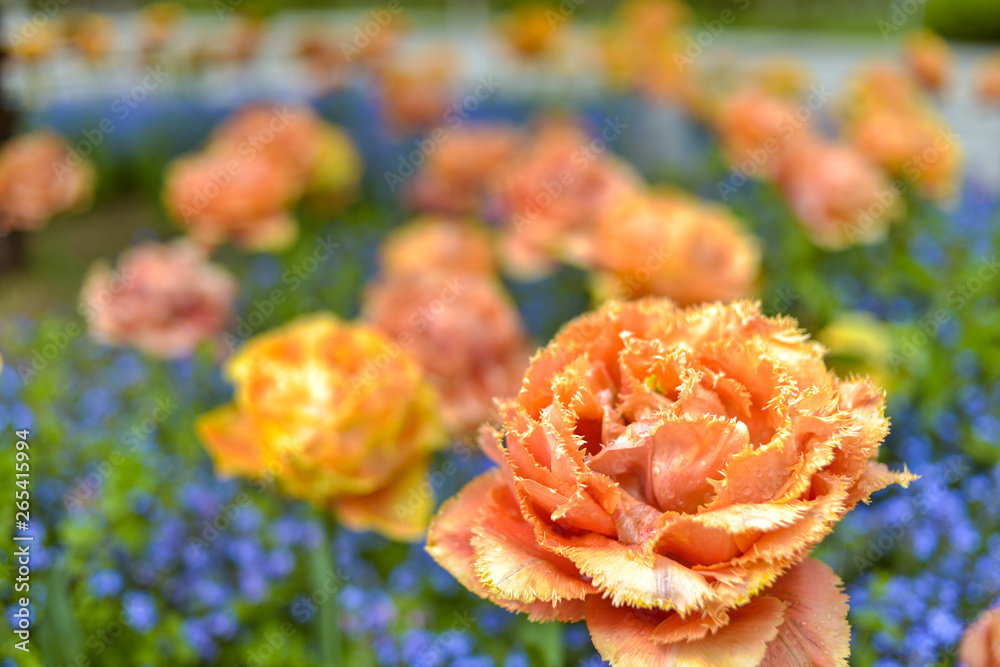 Yellow parrot tulips with Forget-me-not - herbaceous plants in a park