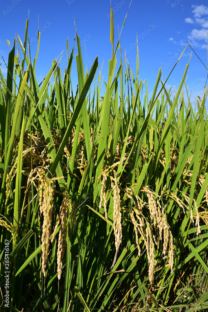 Fototapeta premium Rice filed, the harvest season
